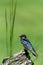 Close up portrait of a colorful barn swallow against a green background on a sunny day