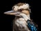 Close-up portrait of a colorful kookaburra bird