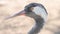 Close Up Portrait Of Common Crane Head Bird.