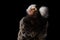 Close-up portrait of Common Marmoset, Callithrix jacchus Black Background