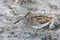 Close up portrait of common snipe