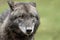 Close-up portrait of common wolf. Canis lupus