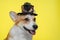 Close up portrait of cool ginger and white welsh corgi pembroke dog, smiling and wearing pretty hat with sofisticated decorations.