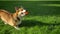 Close-up portrait of corgy dog running and playing with small ball on green park background.