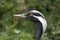 Close up portrait of a crane demoiselle, blue crane.