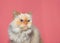 Close up portrait of a cream colored Peke-face Persian