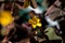 A close up portrait of a creeping woodsorrel, also called a procumbent yellow sorrel or sleeping beauty. The oxalis corniculata,