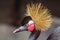 Close up portrait of Crowned Crane, Balearica pavonina, copy spa