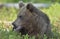 The close up portrait of cub of wild brown bear Ursus arctos