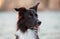 Close up portrait curious border collie dog looking focused away, mouth open. Winter season outdoors background and adorable