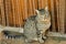 close up of the portrait of a curious domestic cat sitting on a rug close to the door of its house. The cat is looking with