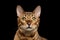 Close-up Portrait of Curious Face Bengal Cat, Isolated Black Background