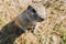 Close-up portrait of a curious gopher sitting in a field