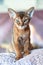 Close-up portrait cute Abyssinian kitten sits front view and looking