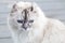 Close up portrait of cute American Curl cat