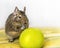 Close-up portrait of cute animal small pet chilean common degu squirrel sitting with big green apple. Concept of a healthy diet an