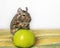 Close-up portrait of cute animal small pet chilean common degu squirrel sitting with big green apple. The concept of a healthy lif