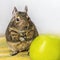 Close-up portrait of cute animal small pet chilean common degu squirrel sitting with big green apple. The concept of a healthy lif