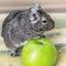 Close-up portrait of cute animal small pet chilean common degu squirrel sitting with big green apple. The concept of a healthy lif