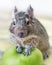 Close-up portrait of cute animal small pet chilean common degu squirrel sitting with big green apple. The concept of a healthy lif