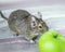 Close-up portrait of cute animal small pet chilean common degu squirrel is sniffing big green apple.