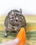 Close-up portrait of cute animal small pet chilean common degu squirrel sniffing and eating a piece of orange carrot
