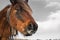 Close up portrait of cute basque horse pottok in countryside mountains in basque country in selective color, france