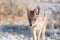 Close up and portrait of a cute Black Backed Jackal walking in the bush. Wildlife Safari in Etosha National Park, the main travel