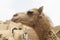 Close up portrait of a cute camel in Garmeh village, Iran.