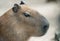 Close up portrait of a cute capybara Hydrochoerus hydrochaeris