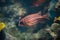 Close up portrait of a cute curious tropical offshore coral reef