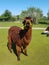 close up portrait of cute friendly alpaca