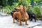 Close-up portrait of cute ginger and black-n-tan dachshunds, smiling face.