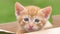 Close up portrait of a cute ginger kitten looking and crying in box, beautiful blue eyes, lovely pet, 4k footage, slow motion