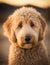 close up portrait of a cute goldendoodle outdoor on the nature. AI generative