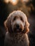 close up portrait of a cute goldendoodle outdoor on the nature. AI generative