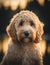 close up portrait of a cute goldendoodle outdoor on the nature. AI generative