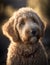 close up portrait of a cute goldendoodle outdoor on the nature. AI generative