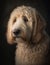 close up portrait of a cute goldendoodle outdoor on the nature. AI generative