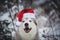 Close-up Portrait of cute happy Siberian Husky dog wearing santa claus hat in the winter forest on snow background