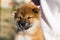 Close-up Portrait of cute japanese shiba inu puppy stitting outside
