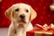 Close up portrait cute little adorable Labrador Retriever puppy pup dog pet doggy gift box present surprise Merry