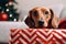 Close up portrait cute little adorable pedigree miniature Dachshund puppy hunting dog doggy positive curious expression