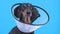 Close up portrait of cute little black and tan dachshund in big flexible plastic veterinarian protective collar, on the
