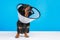 Close up portrait of cute little black and tan dachshund in big flexible plastic veterinarian protective collar, on the