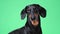 Close up portrait of cute little black and tan dachshund on green chromakey background, turning its head from side to side and