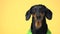 Close up portrait of cute little black and tan dachshund wearing green dress, looking at different sides and blinking, finally