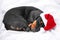 Close up portrait of cute little black and tan puppy dachshund lying down and sweety sleeping, with Santa Claus red and