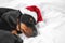 Close up portrait of cute little black and tan puppy dachshund lying down and sweety sleeping, with Santa Claus red and