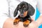 Close up portrait of cute little black and tan puppy dachshund sitting on hands veterinarian and looking down with